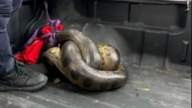 Serpiente en la carretera: rescatan una anaconda de gran tamaño en Barinas Serpiente en la carretera: rescatan una anaconda de gran tamaño en Barinas