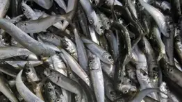 Temporada de la sardina en Venezuela&nbsp;2026: conoce las nuevas reglas, cuotas y puertos