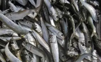 Temporada de la sardina en Venezuela&nbsp;2026: conoce las nuevas reglas, cuotas y puertos