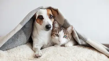 ¿Buscas un gato o perro para adoptar o cuidar? Mañana hay jornada especial en Florida ¿Buscas un gato o perro para adoptar o cuidar? Mañana hay jornada especial en Florida