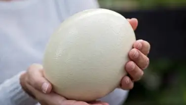 Huevos de avestruz en Caracas: precio y dónde comprarlos Huevos de avestruz en Caracas: precio y dónde comprarlos