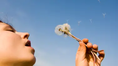 El fenómeno del "polvo de roble": ¿Por qué todo se tiñe de amarillo en Florida y las Carolinas? El fenómeno del "polvo de roble": ¿Por qué todo se tiñe de amarillo en Florida y las Carolinas?