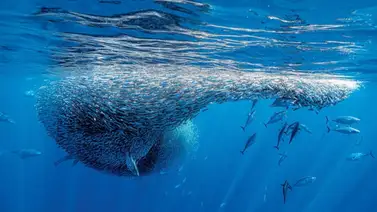 Viral en Margarita: sorprendente pesca de sardinas desafía a la inteligencia artificial Viral en Margarita: sorprendente pesca de sardinas desafía a la inteligencia artificial