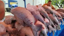 Pescado a bajo costo en Caracas este sábado 28 de marzo: ubicación y lista de precios 