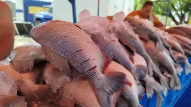 Pescado a bajo costo en Caracas este sábado 28 de marzo: ubicación y lista de precios Pescado a bajo costo en Caracas este sábado 28 de marzo: ubicación y lista de precios