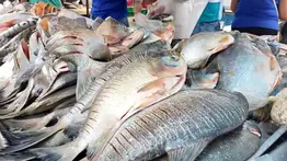 Venta de pescado en Semana Santa: meten lupa a los precios en el Mercado de Coche