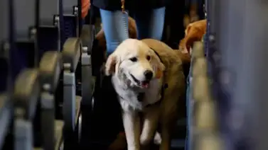 Control fronterizo: sepa qué exigen las autoridades para ingresar a Venezuela con mascotas Control fronterizo: sepa qué exigen las autoridades para ingresar a Venezuela con mascotas