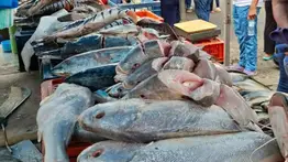 Semana Santa 2026: aquí venden pescado hasta con 40 % de descuento
