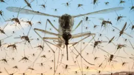 ¡Atención, Nueva York! Prepárate para la mayor invasión de mosquitos en la historia de la ciudad