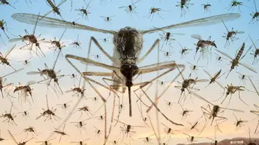 ¡Atención, Nueva York! Prepárate para la mayor invasión de mosquitos en la historia de la ciudad ¡Atención, Nueva York! Prepárate para la mayor invasión de mosquitos en la historia de la ciudad