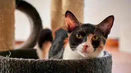 Solución práctica: Conoce qué ingredientes pueden cumplir la función de la arena para gatos