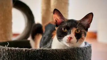 Solución práctica: Conoce qué ingredientes pueden cumplir la función de la arena para gatos Solución práctica: Conoce qué ingredientes pueden cumplir la función de la arena para gatos