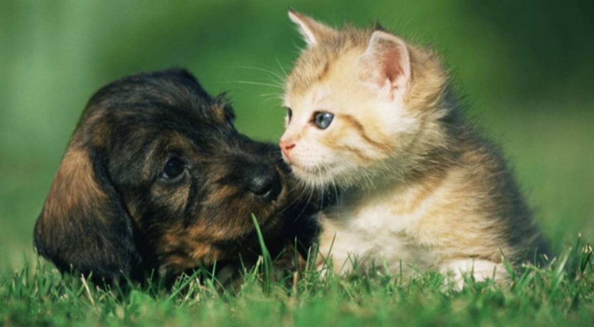 Atención veterinaria gratuita en Caracas: cronograma de Misión Nevado para Semana Santa 2026