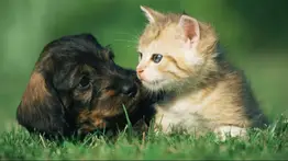 Atención veterinaria gratuita en Caracas: cronograma de Misión Nevado para Semana Santa 2026