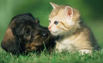 Atención veterinaria gratuita en Caracas: cronograma de Misión Nevado para Semana Santa 2026