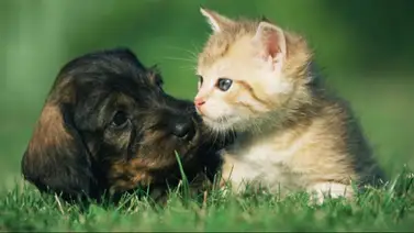 Atención veterinaria gratuita en Caracas: cronograma de Misión Nevado para Semana Santa 2026 Atención veterinaria gratuita en Caracas: cronograma de Misión Nevado para Semana Santa 2026