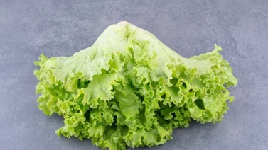 ¿Cuáles son los beneficios del té de lechuga? Esto dice la ciencia ¿Cuáles son los beneficios del té de lechuga? Esto dice la ciencia