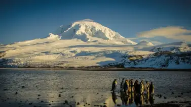 Trump impone aranceles a una isla habitada solo por pingüinos: pertenecen a Australia Trump impone aranceles a una isla habitada solo por pingüinos: pertenecen a Australia