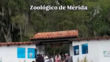 Muere vigilante que intentó acariciar leones en Mérida: no se recuperó de las heridas