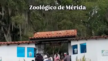 Muere vigilante que intentó acariciar leones en Mérida: no se recuperó de las heridas Muere vigilante que intentó acariciar leones en Mérida: no se recuperó de las heridas