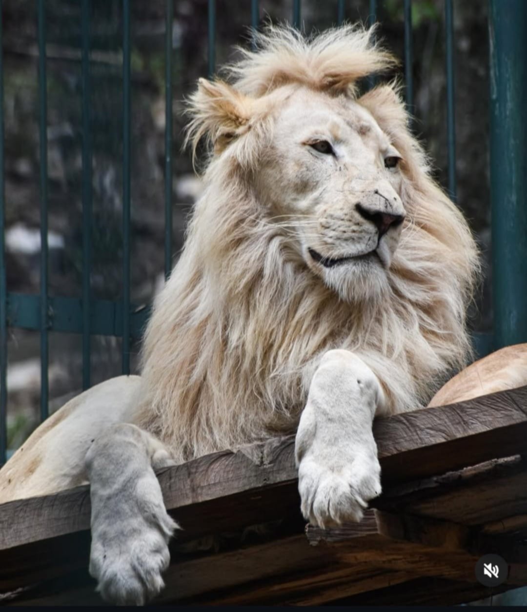 Muere vigilante que intentó acariciar leones en Mérida: no se recuperó de las heridas