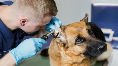 Misión Nevado: conoce dónde serán las jornadas de atención veterinaria este 6 de abril Misión Nevado: conoce dónde serán las jornadas de atención veterinaria este 6 de abril