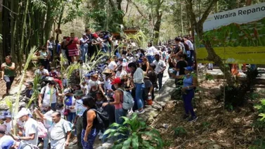 Semana Santa 2025: Palmeros de Chacao se preparan para ascender al Warairarepano