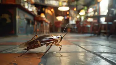 Cierran siete restaurantes en Florida por antihigiénicos: en uno hallaron cucarachas Cierran siete restaurantes en Florida por antihigiénicos: en uno hallaron cucarachas