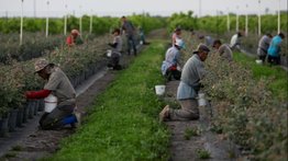 Trump asoma que podrían frenar deportaciones para algunos migrantes: busca proteger el sector agrícola y hotelero