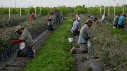Trump asoma que podrían frenar deportaciones para algunos migrantes: busca proteger el sector agrícola y hotelero