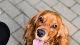 collar - perro