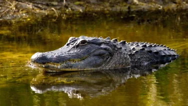Temporada de caimanes en Florida