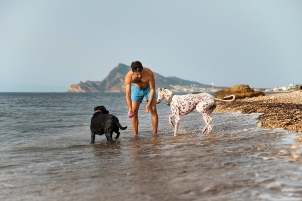 Conoce los tips prácticos para controlar tu mascota en la playa: así se manejan sus desechos