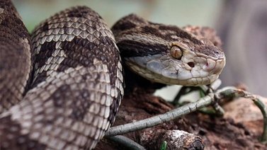 Temporadas de serpientes en USA: estas cinco plantas en tu jardín serán repelentes naturales