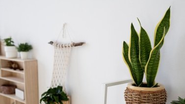 Planta que no debe faltar en tu habitación ¡Mejor descanso y aire puro!
