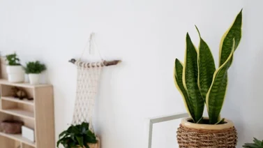 Planta que no debe faltar en tu habitación ¡Mejor descanso y aire puro!
