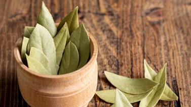 Económico y saludable: cómo usar hojas de laurel en casa para ahuyentar las cucarachas