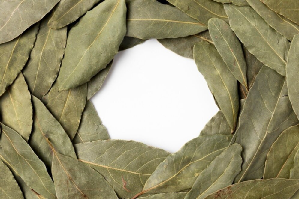Económico y saludable: cómo usar hojas de laurel en casa para ahuyentar las cucarachas