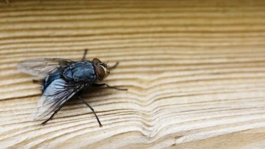 Adiós insecticidas: repelente contra las moscas a base de vinagre y canela