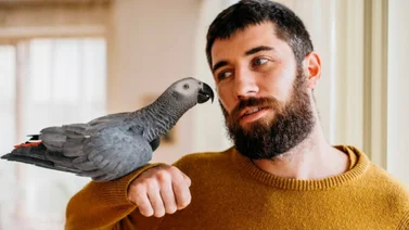Nada de gatos o hámster: a los de Géminis les va bien una mascota emplumada