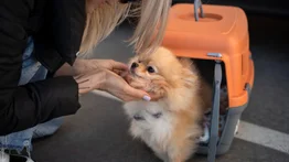 Normas del aeropuerto de Miami para viajar con mascotas: los detalles