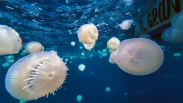 Inicia temporada de reproducción de medusas en las costas de Carabobo: autoridades alertan no sacarlas del agua Inicia temporada de reproducción de medusas en las costas de Carabobo: autoridades alertan no sacarlas del agua