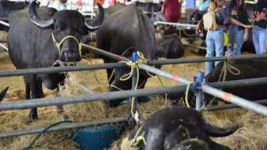 Expoferia Nacional Bufalina: fechas de la próxima edición
