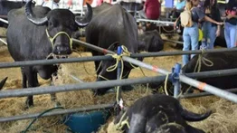 Expoferia Nacional Bufalina: fechas de la próxima edición