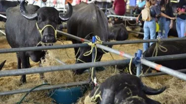 Expoferia Nacional Bufalina: fechas de la próxima edición