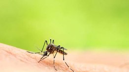 Brote de fiebre amarilla en Colombia: anuncian nueva medida para viajeros
