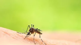 Brote de fiebre amarilla en Colombia: anuncian nueva medida para viajeros