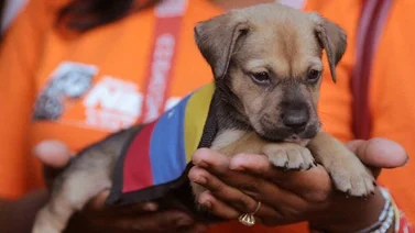 Día de la Protección Animal: conozca las actividades que Misión Nevado prepara para este 26 de abril