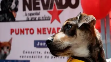 Jornada gratuita para mascotas en Caracas: aquí habrá atención el fin de semana Jornada gratuita para mascotas en Caracas: aquí habrá atención el fin de semana