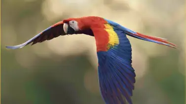 Cinco guacamayas bandera serán liberadas el Día de la Tierra: las aves fueron criadas en cautiverio Cinco guacamayas bandera serán liberadas el Día de la Tierra: las aves fueron criadas en cautiverio